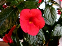 Achimenes 'Glory' (plant)